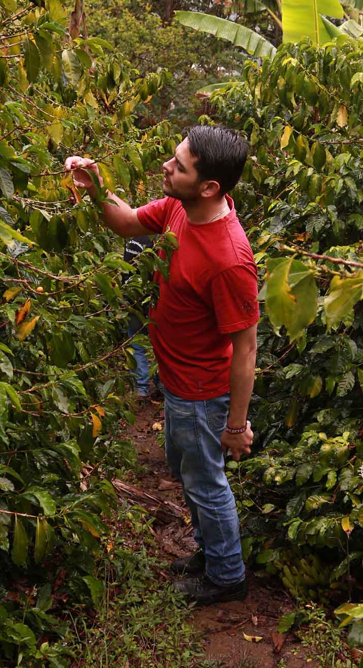 Carlos examining leaves